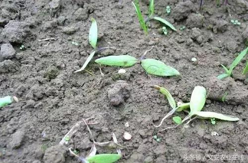 茄子的种植和管理及病虫害的防治,茄子蚜虫
