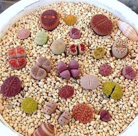 教你怎么养殖非常可爱的生石花,养生石花需要注意什么