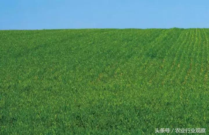 对话｜佳格天地张文鹏：服务和价值是农业大数据公司存在的意义