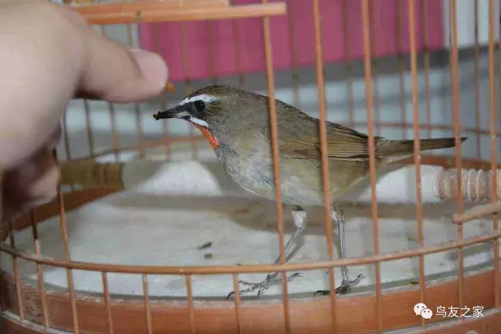 蓝点颏冬季,靛颏冬季饲养管理
