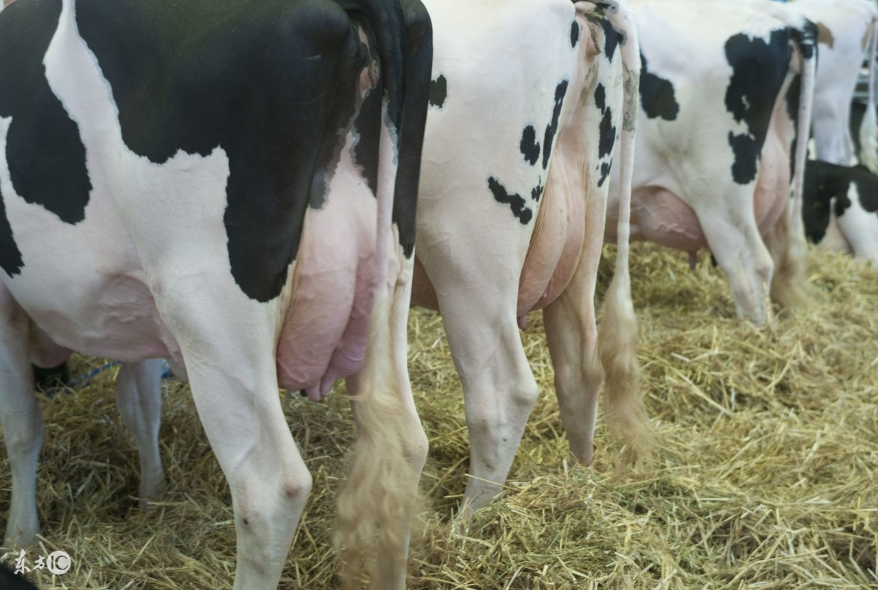 奶牛子宫脱出容易破裂吗,母牛产道脱出治疗方法