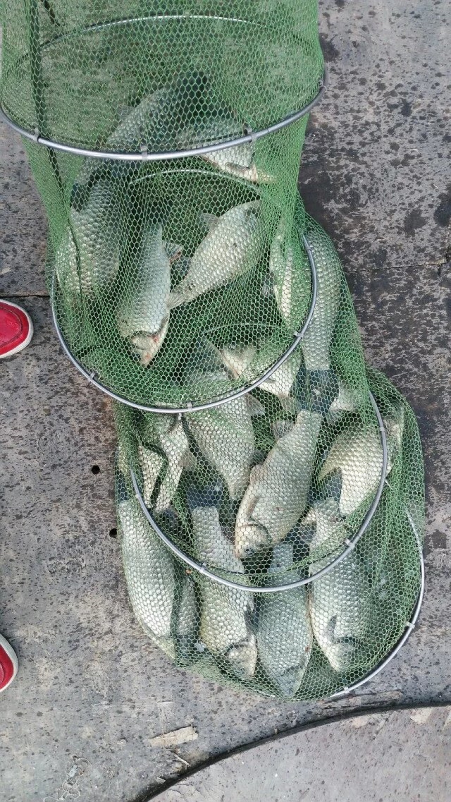 钓鱼人的无助与无奈,钓鱼人的钓鱼生涯