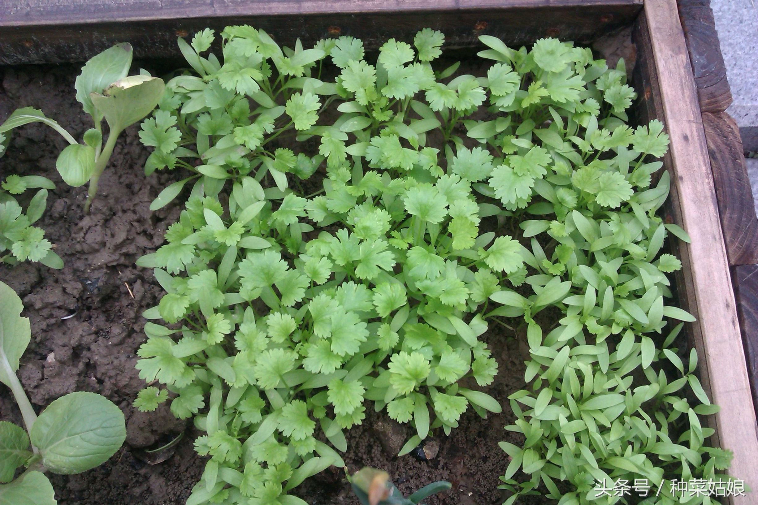 香菜几天出苗芹菜多少天出苗,香菜出苗比小葱出苗晚吗