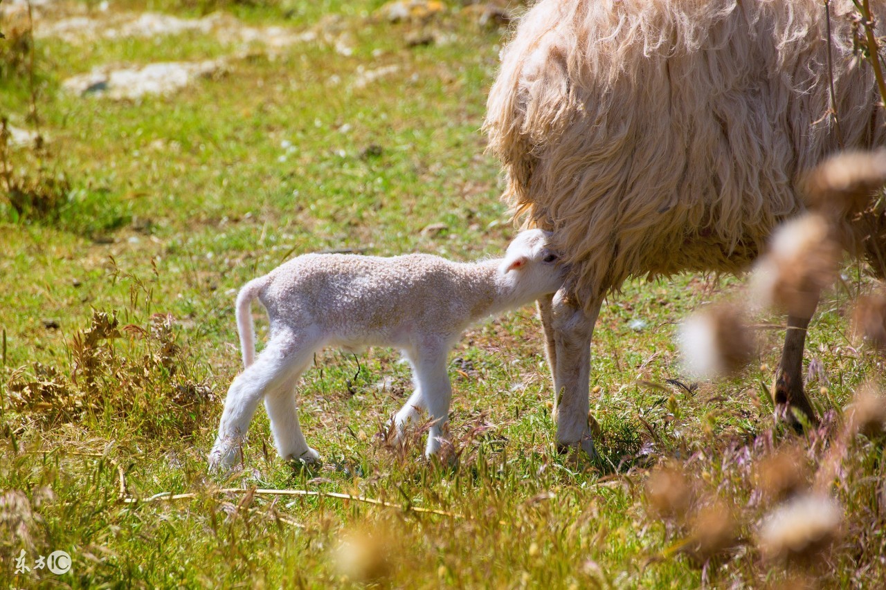 羊产后胎衣不下，病因，及治疗措施！关键时刻能救下两只羊的命！