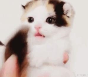 专业监理工程师验收程序,监理工程师验房屋工程质量