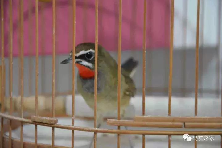 闲聊养鱼技巧大全,闲聊冬季野钓