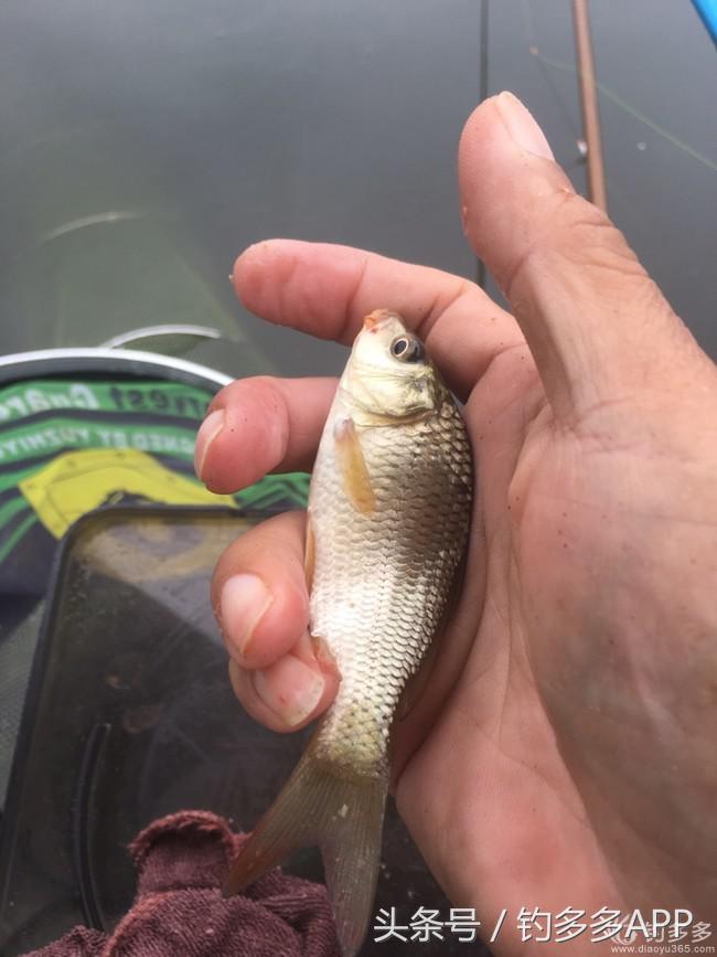 奔横县只为巴西雕，遇降温无奈成掐鲤