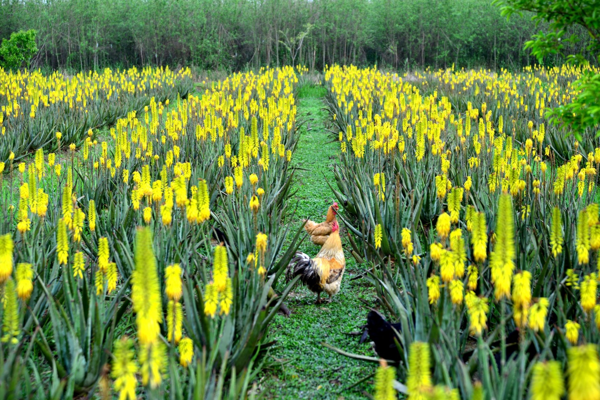 芦荟开花代表什么,你们知道芦荟花的花语吗