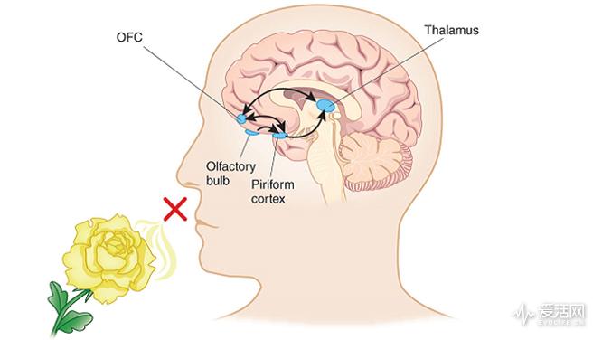闻香识女人香皂是什么品牌,闻香识女人提到的香皂