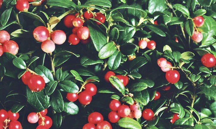 豆瓣日记茉莉,豆瓣日记好看吗