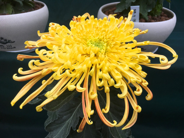 第八届青秀山菊花展夜间活动,广西南宁青秀山景区10万余盆菊花