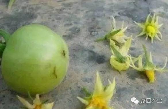 番茄坐果不好怎么办,番茄坐果少怎么补