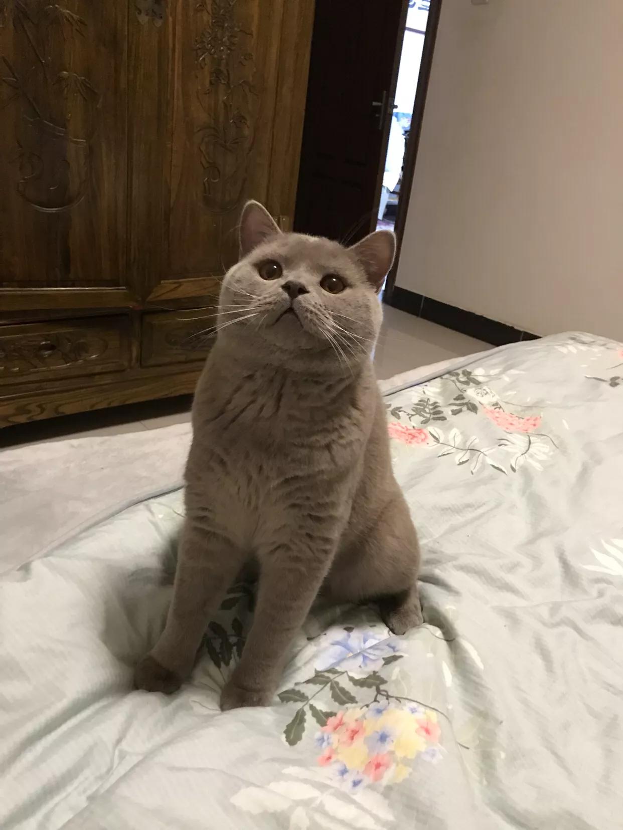 新手养一个英短猫多少钱,养一只英短猫一个月需要多少钱