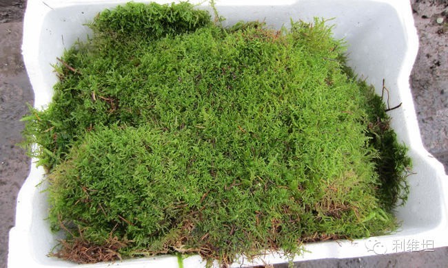 中世纪欧洲卫生状况,中世纪卫生图片