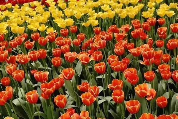 逛切北京最全花节汇总整理！收藏起来慢慢看！