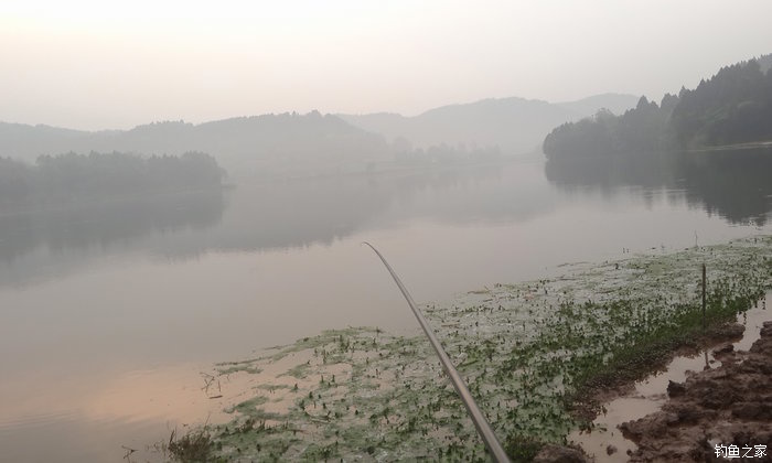 八一水库钓草鱼,八一水库钓青稍