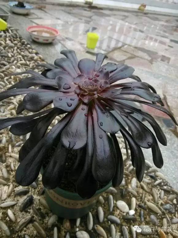 黑法师开花后怎么处理,黑法师花怎么养