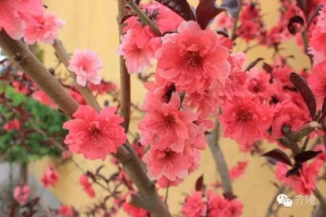 临淄:特色小镇的春天——金岭敬仲朱台齐陵