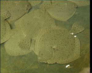 那些不认识的海鲜小干货,超级干货2022