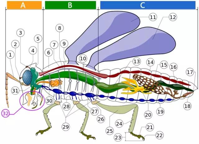 什么昆虫六条腿两个牙齿,什么是昆虫昆虫的定义是什么