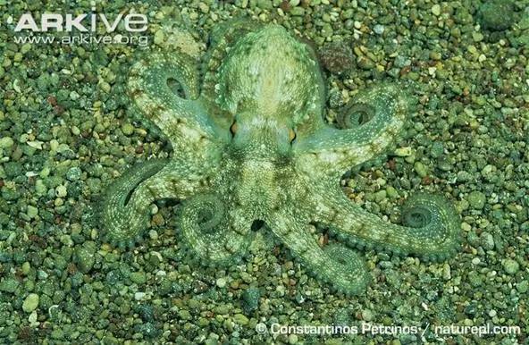 八爪鱼神秘吃法,八爪鱼特异功能