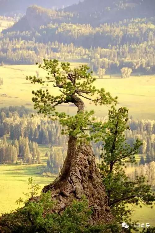 文人树盆景美不胜收,中国神奇的十大盆景