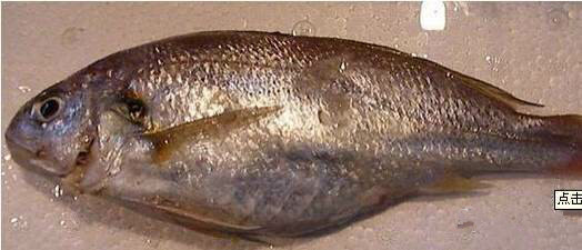 那些不认识的海鲜小干货,超级干货2022