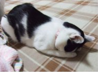 猫咪捂脸真可爱,猫咪害羞捂脸