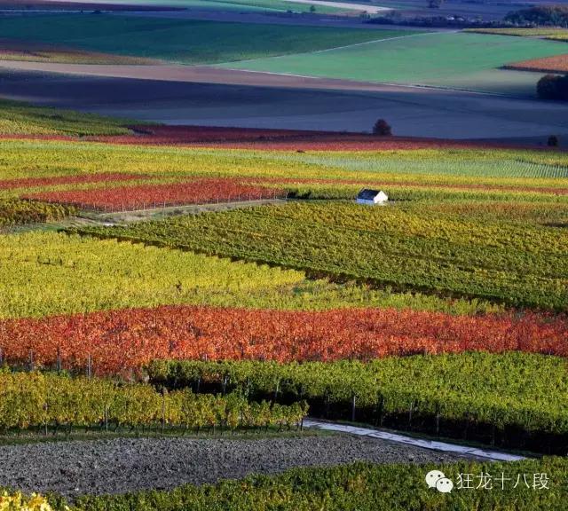 著名雷司令,雷司令世界排名