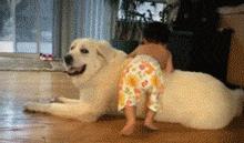 北极比利牛斯山大白熊,比利牛斯大白熊犬