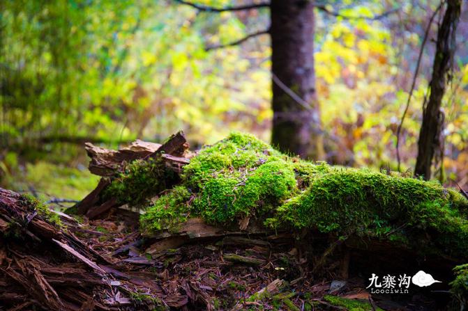 鍛宠暰娴佽繛蹇樿繑,鍛宠暰鐣欐亱