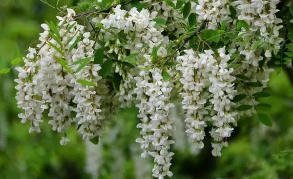 这些野果你都吃过吗,这些童年的美味野果