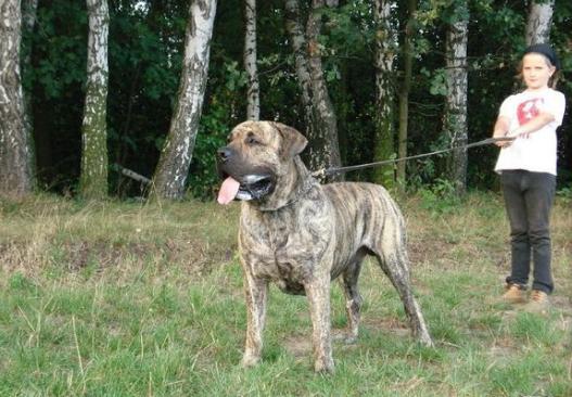 正确的认识猛犬，防范咬人犬以及被猛犬攻击时的自救方法