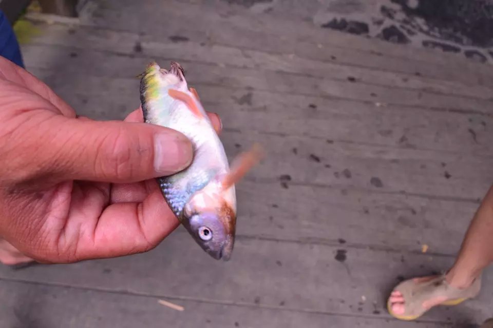 三峡人家路亚,三峡人家湖北文旅优惠多少