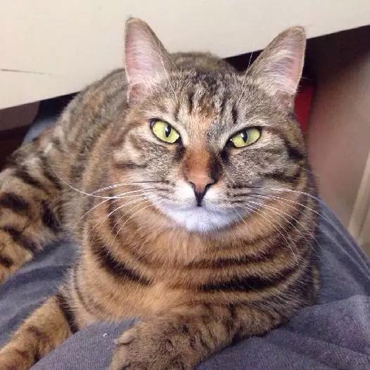 上海领养代替购买,上海领养孩子有补贴吗