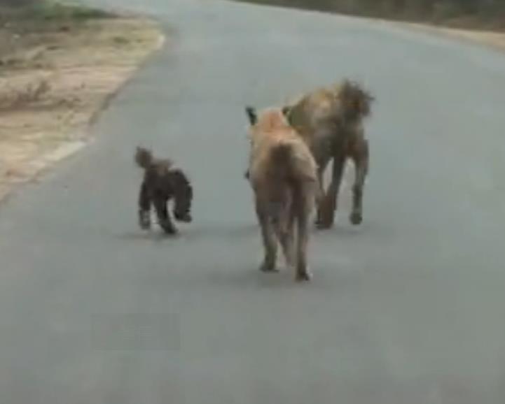 蜜獾单挑鬣狗群非洲二哥,蜜獾不大但敢与狮子鬣狗抗衡