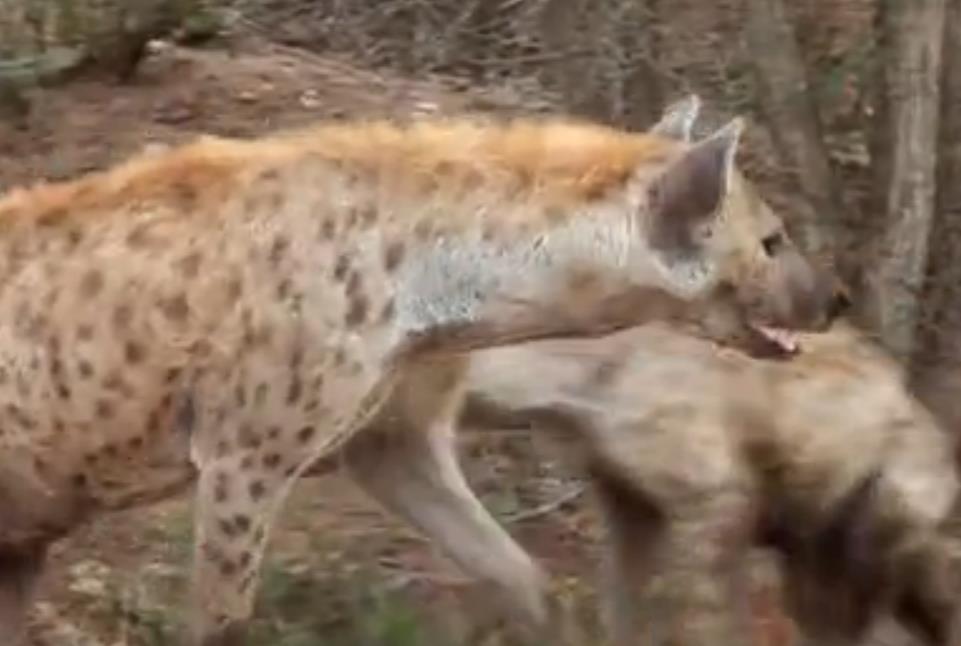 蜜獾不大但敢与狮子鬣狗抗衡,蜜獾和鬣狗群大战视频