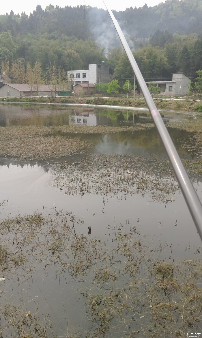 八一水库钓草鱼,八一水库钓青稍