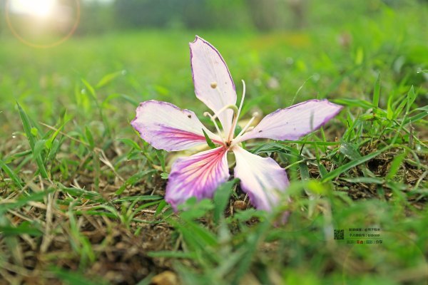 有一种春天叫牡丹花开,有一种春天叫花开艳丽