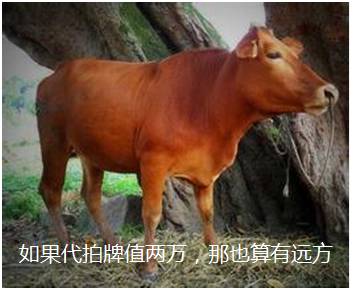 寒窗十载，不如黄牛一拍...怒摔！