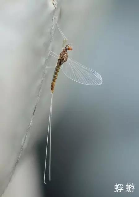 哪些昆虫有三对足两对翅一对触角,什么昆虫是三对足两对翅一对触角