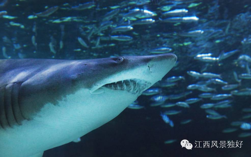 南昌万达海洋乐园在哪里,南昌万达海洋乐园主题公园