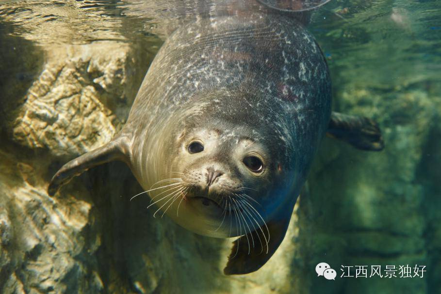南昌万达海洋乐园在哪里,南昌万达海洋乐园主题公园