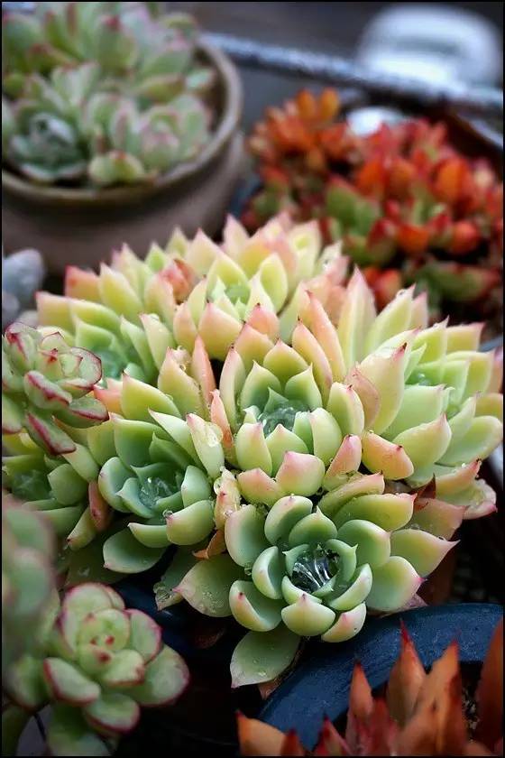 直播间不退不换的韩货,未来直播带货会持续红火吗