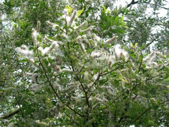 身上长了疹子特别痒还传染怎么办,身上奇痒无比长风团