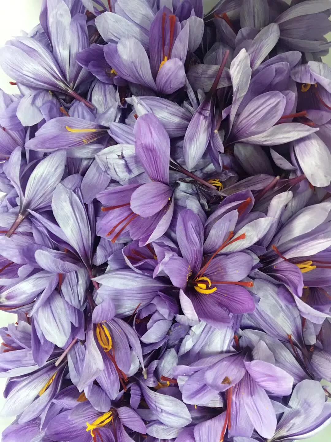 了不得！高大上的名贵中药藏红花“落户”章水