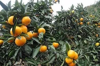 100元左右的江西特产有哪些,江西零食土特产必买清单