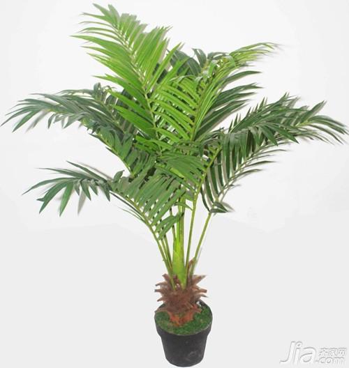 带香味适合家庭养殖的花卉有哪些,家庭盆景花卉好养殖室内