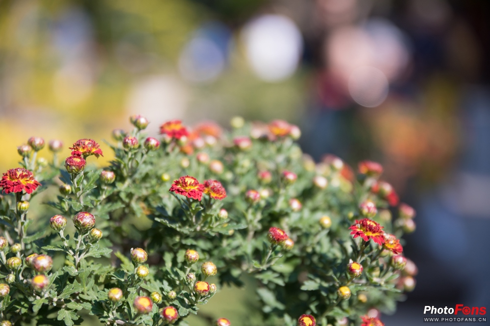 适马18-50mmf2.8缺点和不足,适马24-70f2.8和适马三剑客怎么选