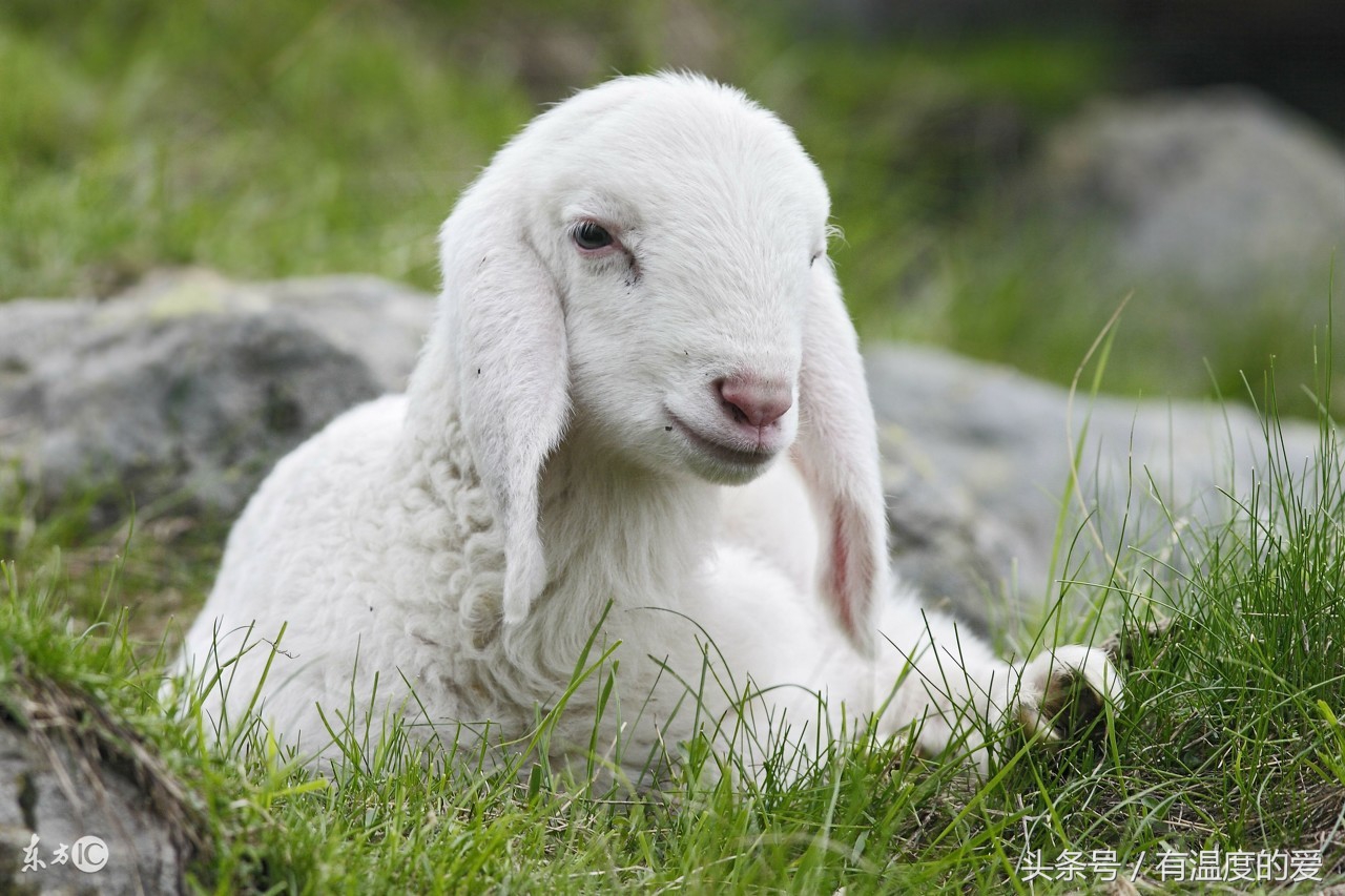 羊感冒咳嗽能吃板蓝根吗,羊咳嗽特效药